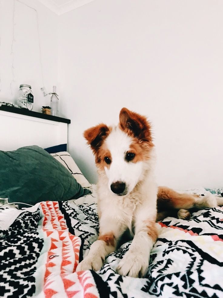 Hund Weiß Groß Hund Weiß Groß