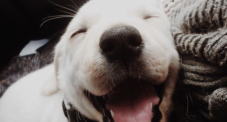 Hunde Bilder Mit Namen Für Whatsapp Bilder und Sprüche für Whatsapp