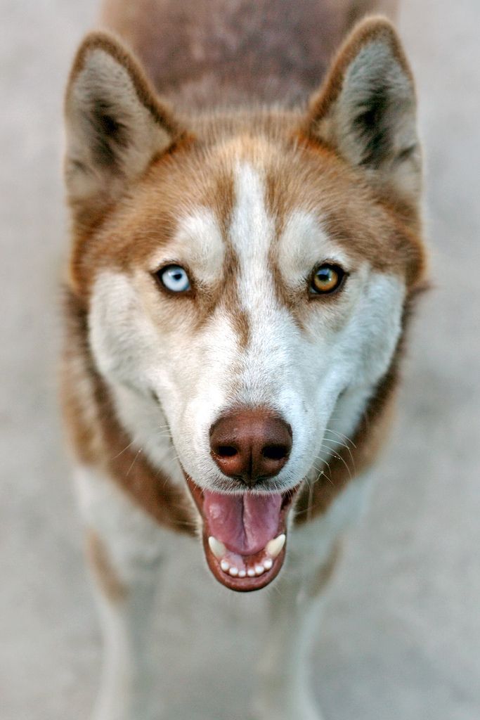 Get Sprueche mit hunden und bildern Free HD