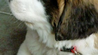 Wie Viele Hunderassen Gibt Es Auf Der Welt Wikipedia Bilder Und Spruche Fur Whatsapp Und Facebook Kostenlos