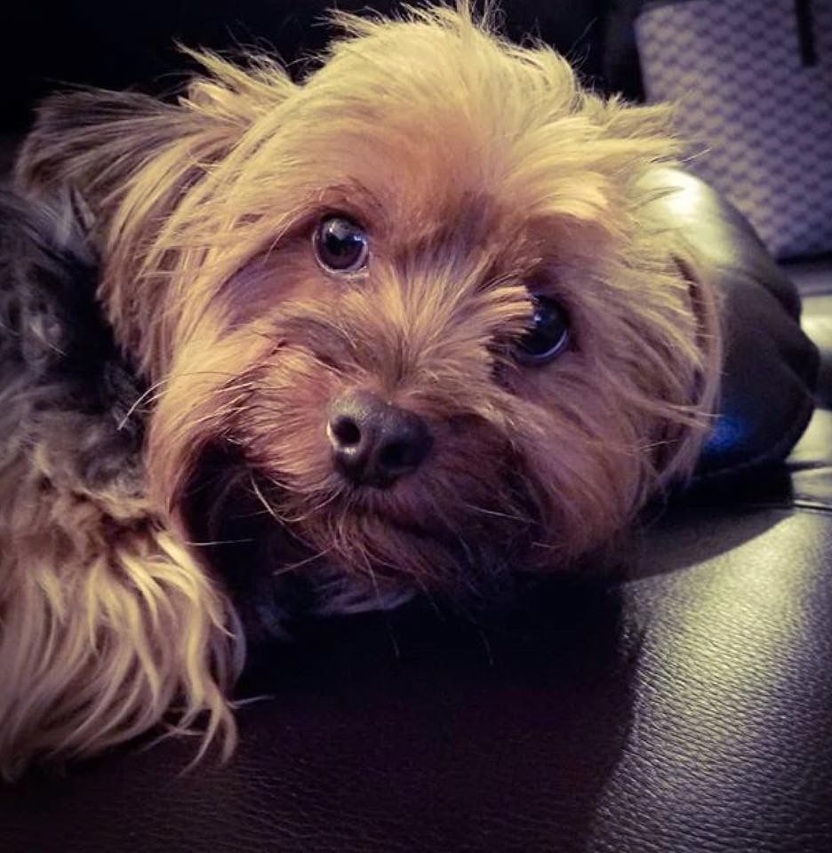 Malvorlagen Hundepfoten Zeichnen und Färben