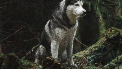 Lustige Tierbilder Hunde Bilder Und Sprüche Für Whatsapp