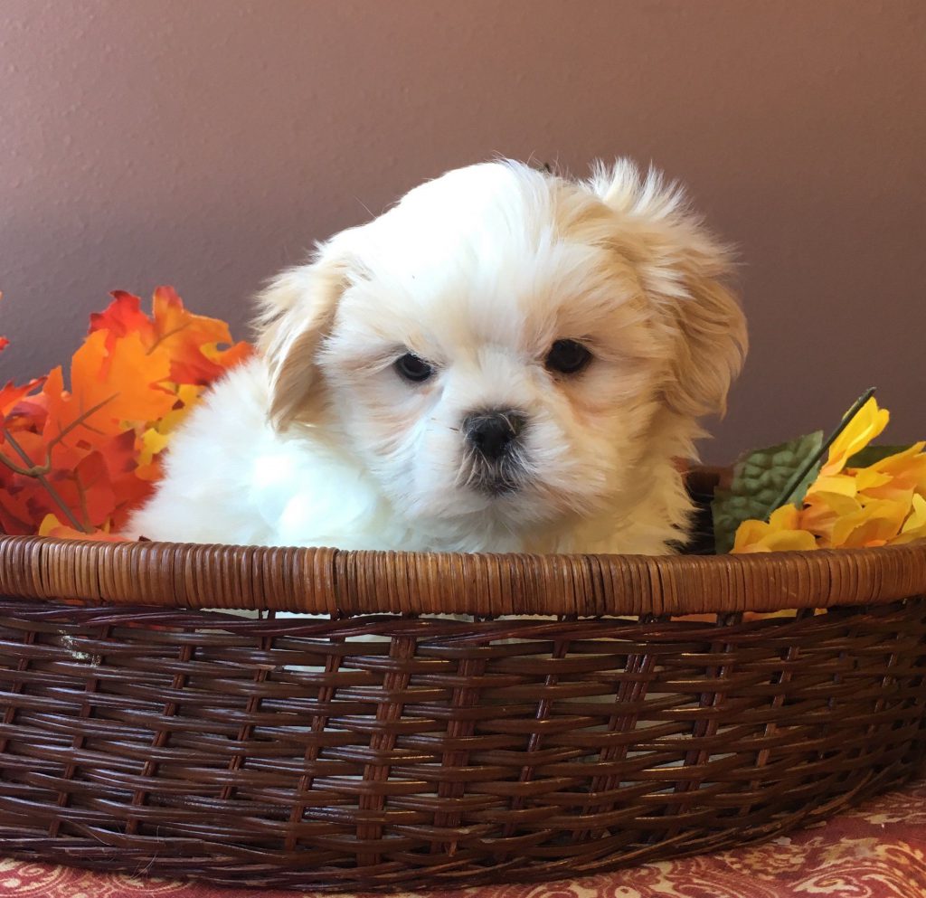 Hunderassen Kleine Hunde Mit Bild Bilder und Sprüche für Whatsapp und
