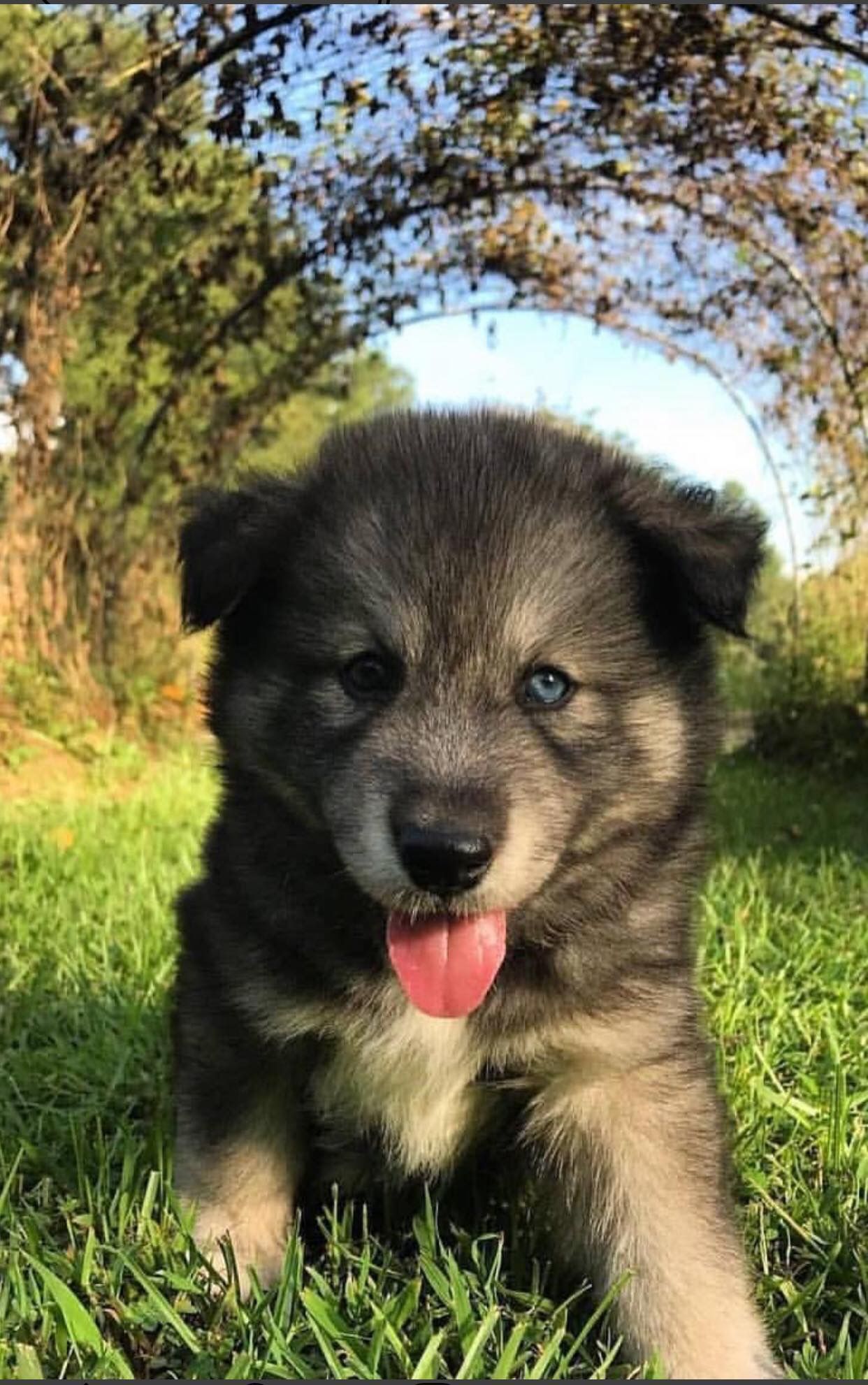 Hunderassen Mittelgroß Kurzhaar Bilder und Sprüche für Whatsapp und