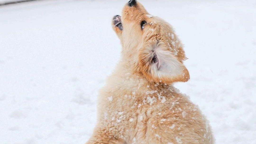 Weißer Kleiner Hund Mit Locken Bilder und Sprüche für Whatsapp und