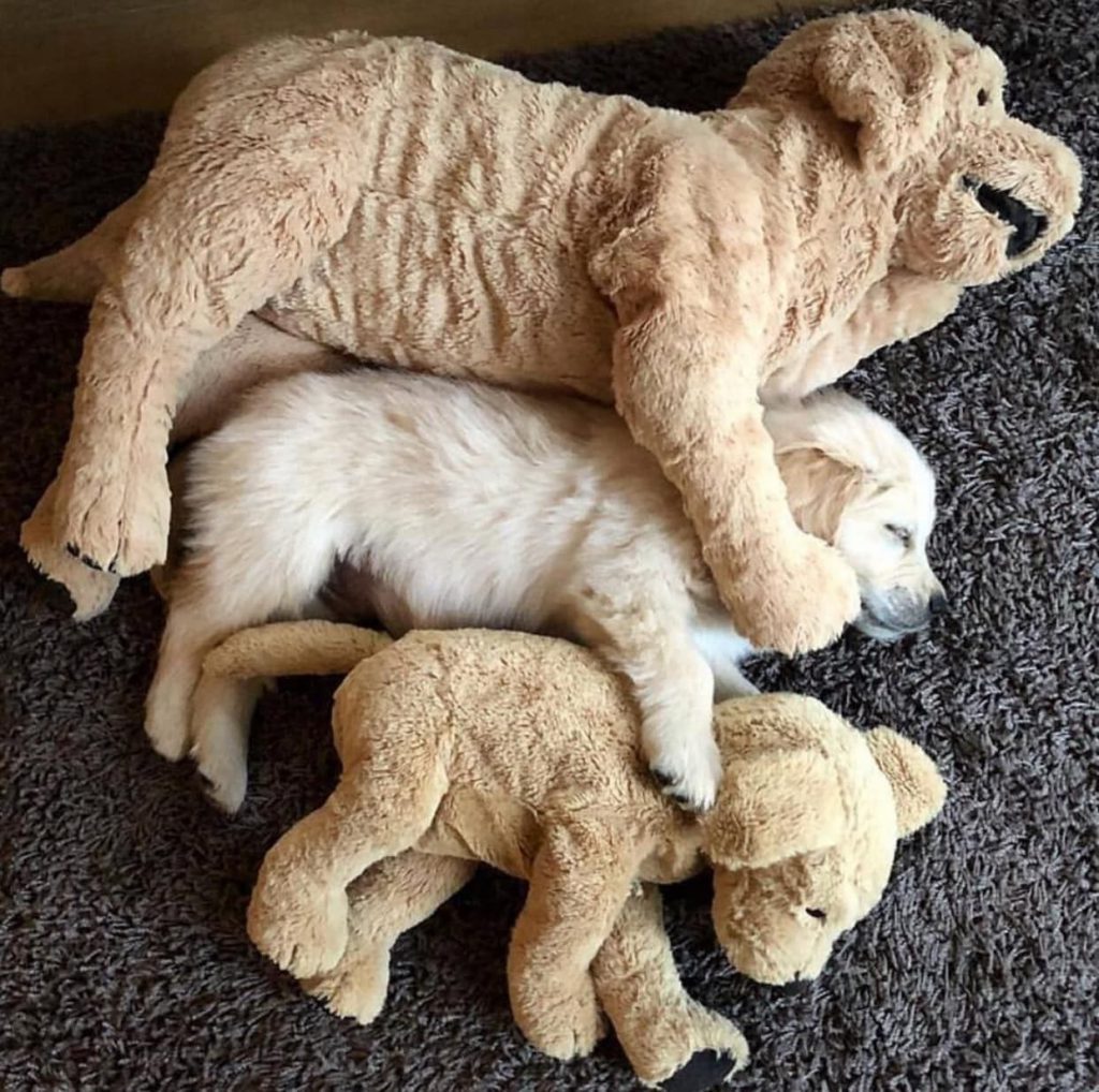 Hässlichster Hund Der Welt Bilder und Sprüche für Whatsapp und