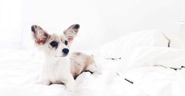 Kleiner Schwarzer Hund Bilder und Sprüche für Whatsapp und Facebook