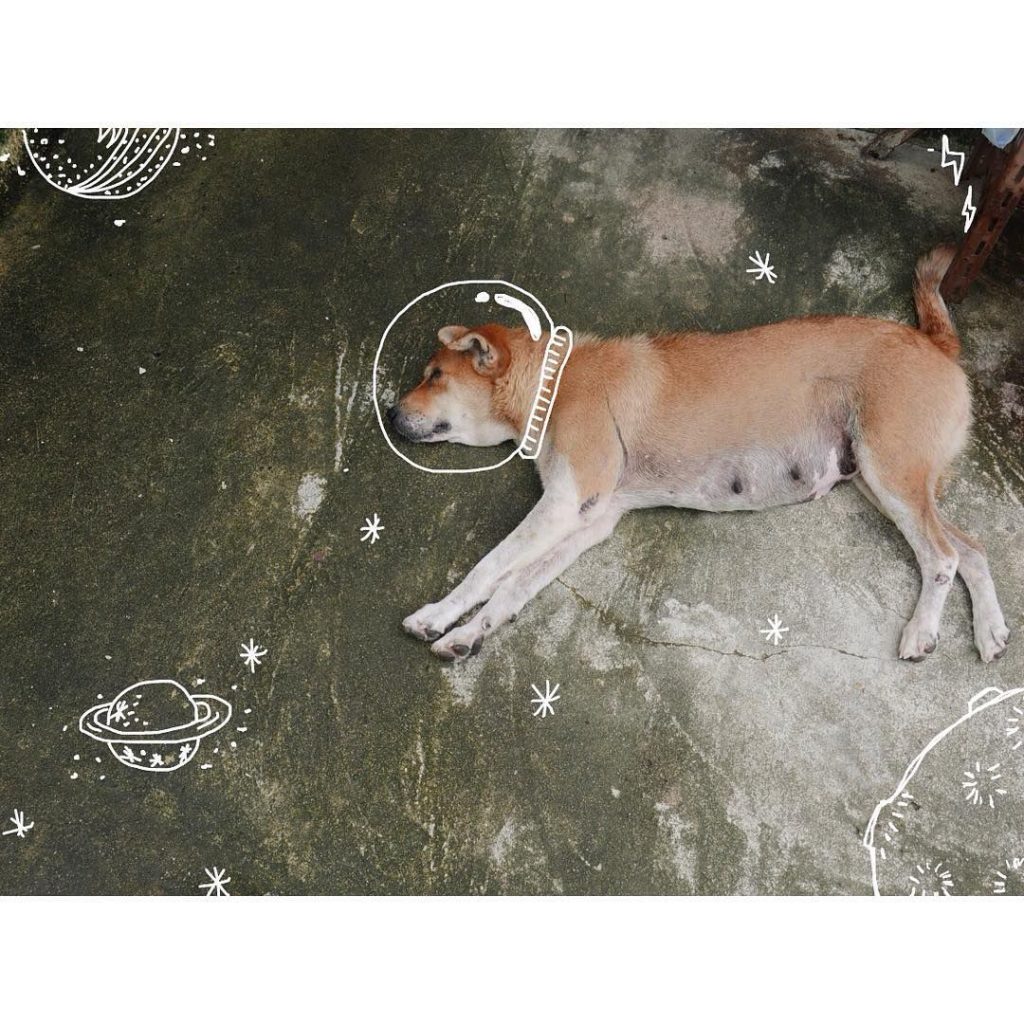 Kleiner Schwarzer Hund Rasse Bilder und Sprüche für Whatsapp und