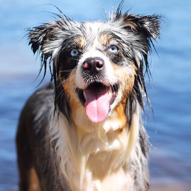 Bilder Große Hunde Kostenlos Herunterladen Bilder und Sprüche für