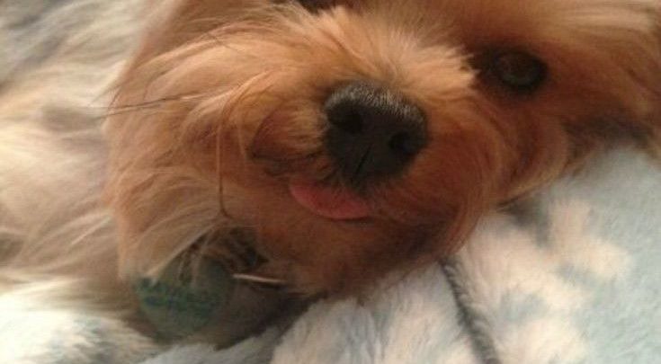 Laufigkeit Hund Bilder Und Spruche Fur Whatsapp Und Facebook