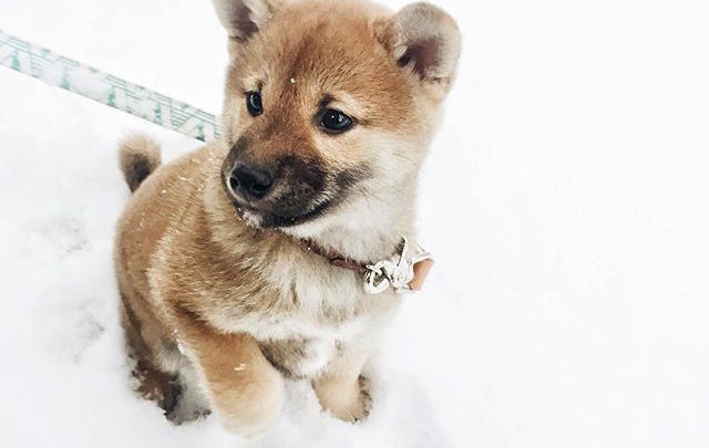 Lustige Hunde Bilder Für Facebook Bilder und Sprüche für Whatsapp und