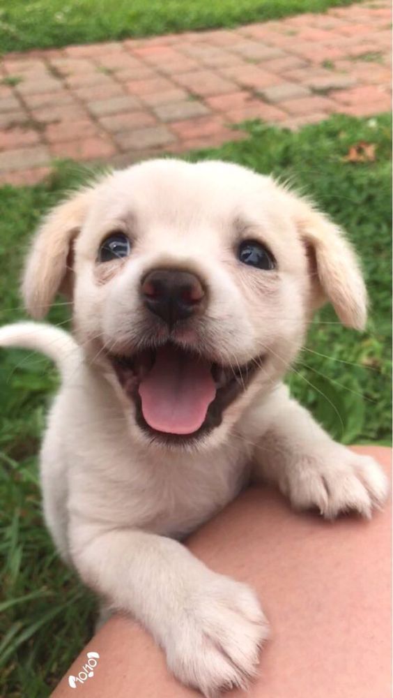 Hunde Lustige Bilder Hunde Lustige Bilder