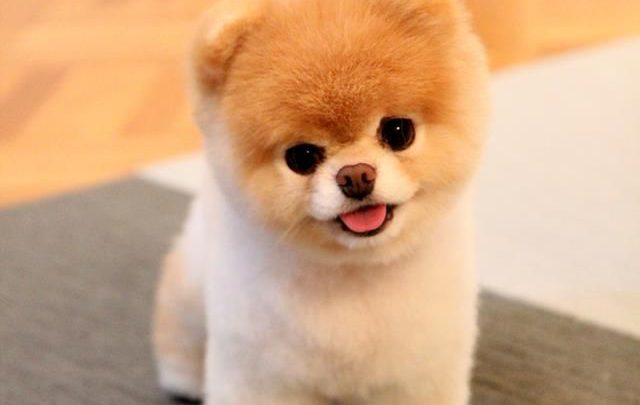 Süße Hunderassen Fotos Bilder und Sprüche für Whatsapp und Facebook