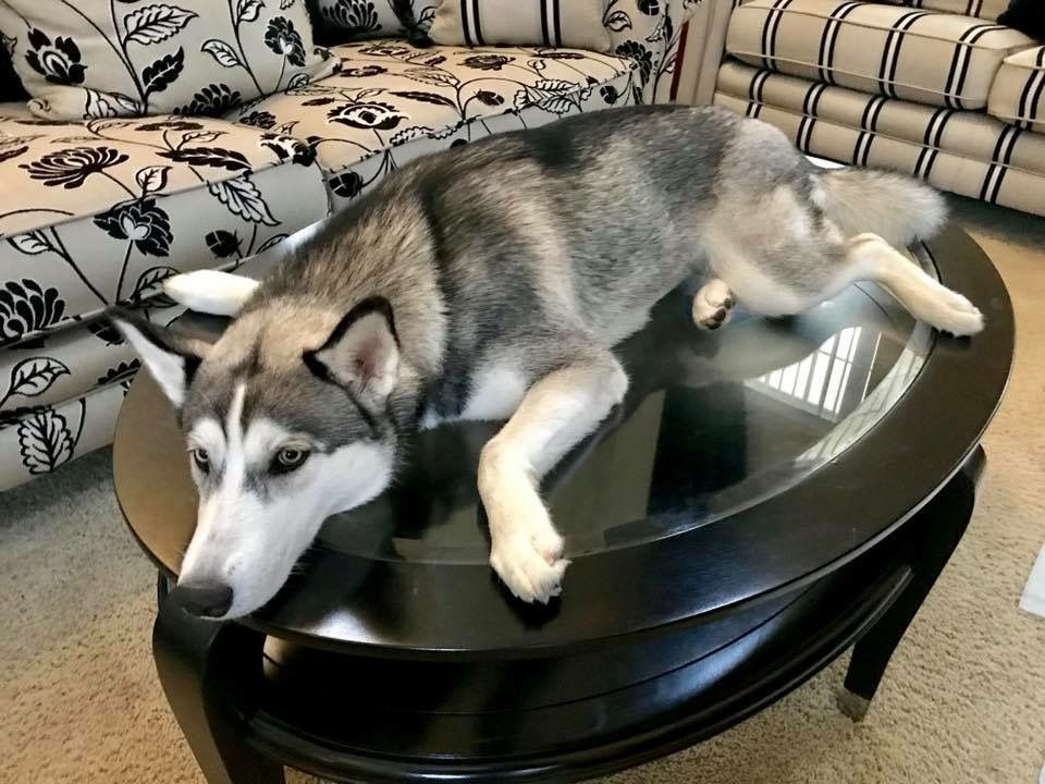 Hundewelpen Fotos Bilder und Sprüche für Whatsapp und Facebook kostenlos