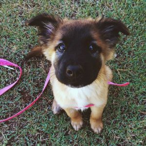 Schäferhunde Rassen Bilder | Bilder und Sprüche für ...