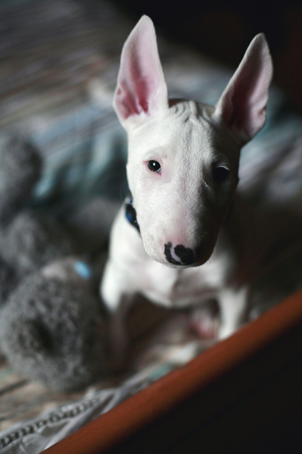 Coole Hunde Bilder Kostenlos Herunterladen Bilder und Sprüche für