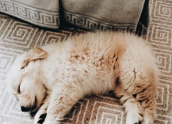 Schwarzer Kleiner Hund Bilder und Sprüche für Whatsapp und Facebook