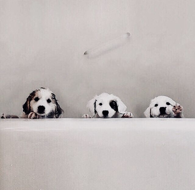 Suche Hund Kostenlos Suche Hund Kostenlos