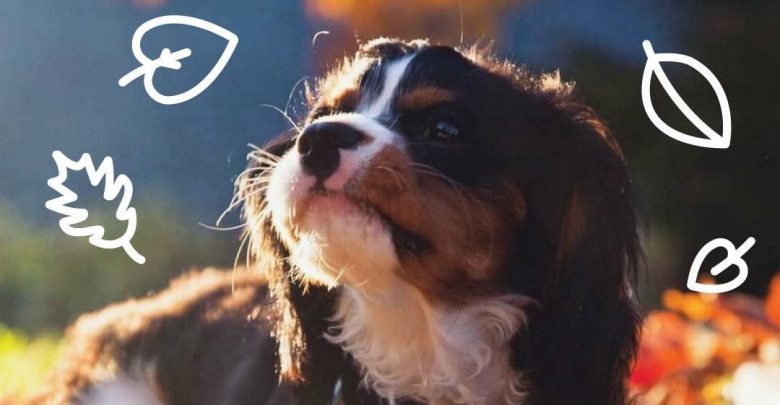 Weiße Hunde Klein Bilder und Sprüche für Whatsapp und Facebook kostenlos