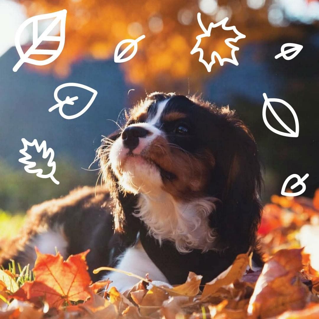 Weiße Hunde Klein Bilder und Sprüche für Whatsapp und Facebook kostenlos