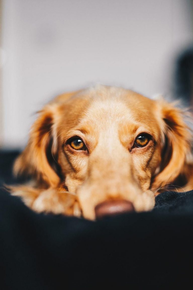Weißer Hund Groß Bilder und Sprüche für Whatsapp und Facebook kostenlos
