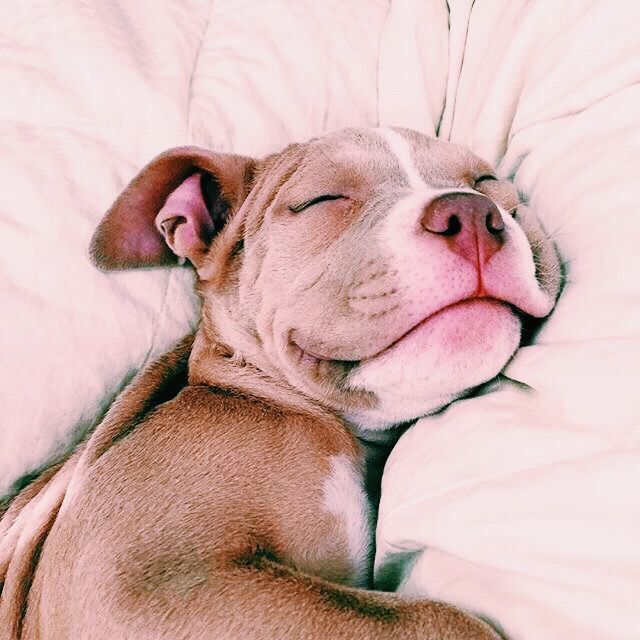 Weihnachtsbilder Hunde Kostenlos Herunterladen Bilder und Sprüche für