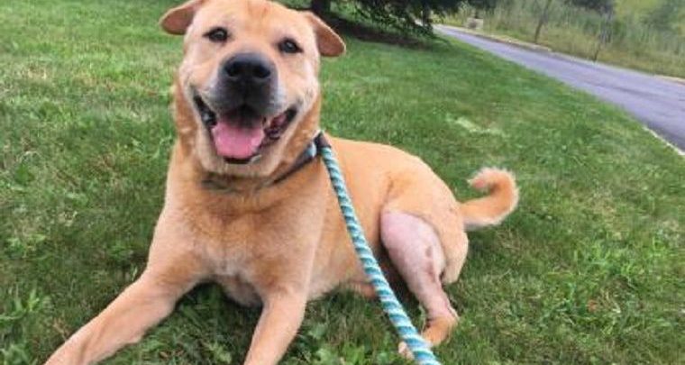 Wie Viele Verschiedene Hunderassen Gibt Es Auf Der Welt Bilder und