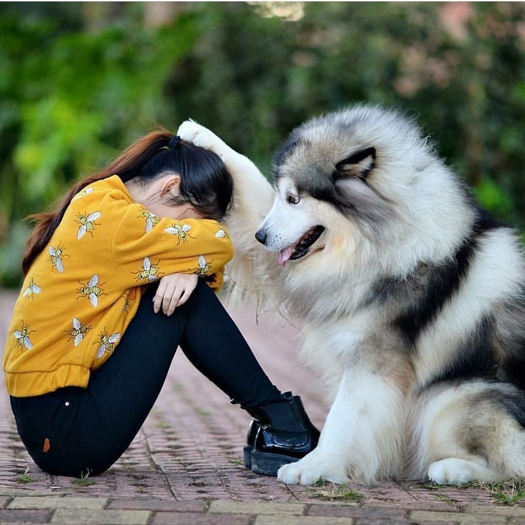 Bilder Von Hundebabys Malvorlagen Gratis